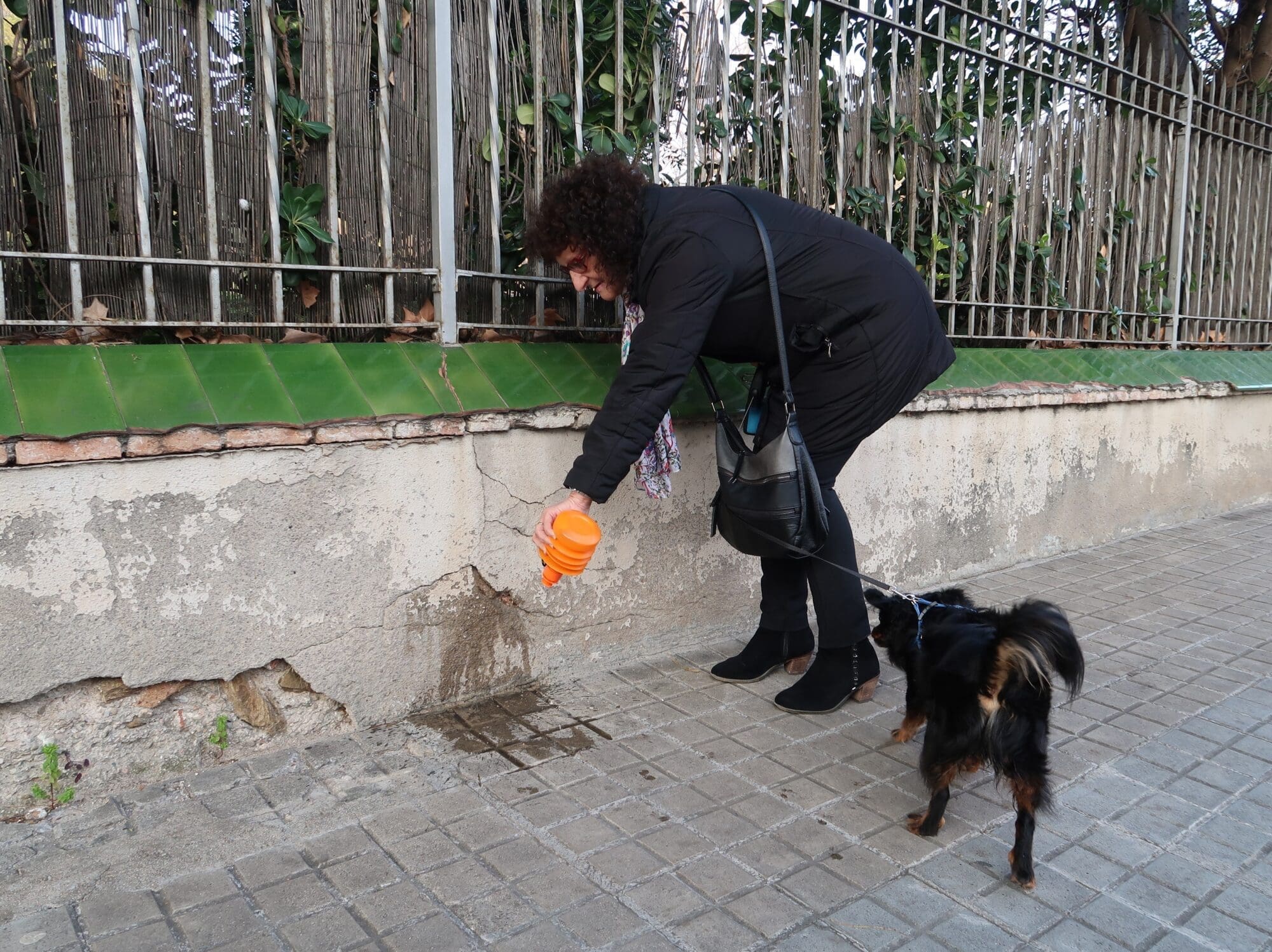 Propietària de gos netejant amb aigua l'orí del seu animal de companyia
